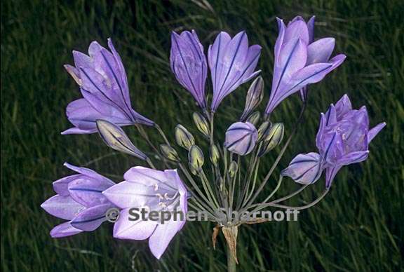 triteleia laxa 3 graphic